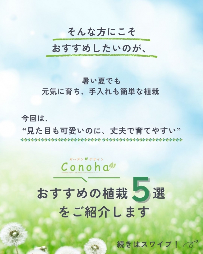 \夏の庭に彩りをプラス/プロが選ぶおすすめ植栽5選