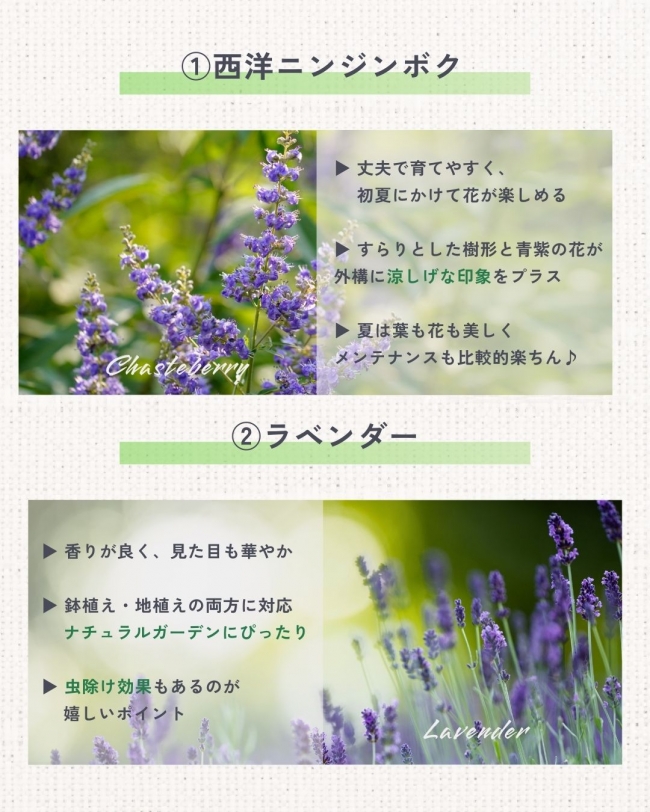 \夏の庭に彩りをプラス/プロが選ぶおすすめ植栽5選