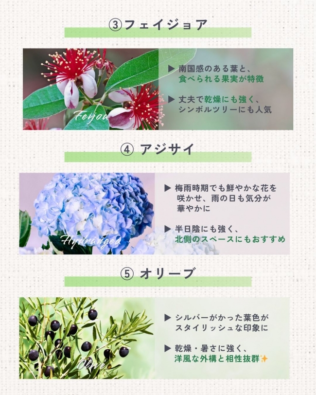 \夏の庭に彩りをプラス/プロが選ぶおすすめ植栽5選