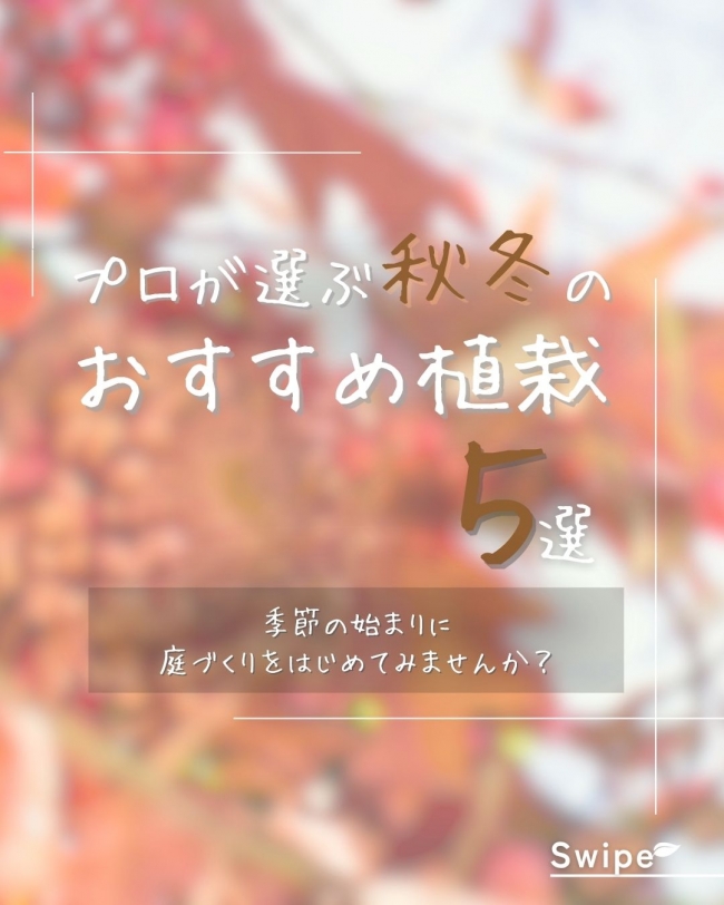 プロが選ぶ秋冬のおすすめ植栽5選