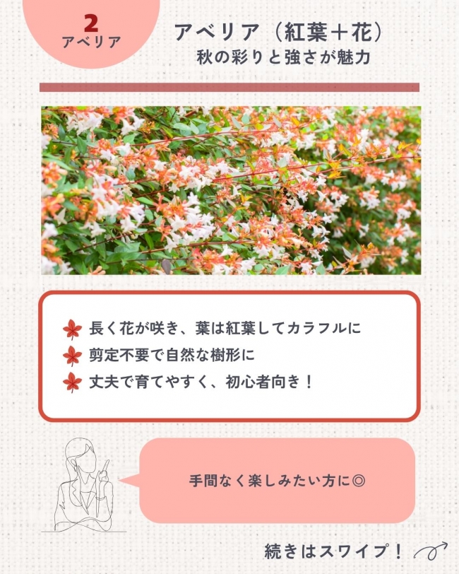 プロが選ぶ秋冬のおすすめ植栽5選