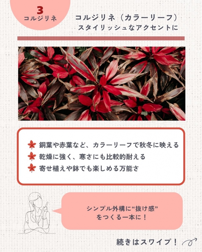 プロが選ぶ秋冬のおすすめ植栽5選