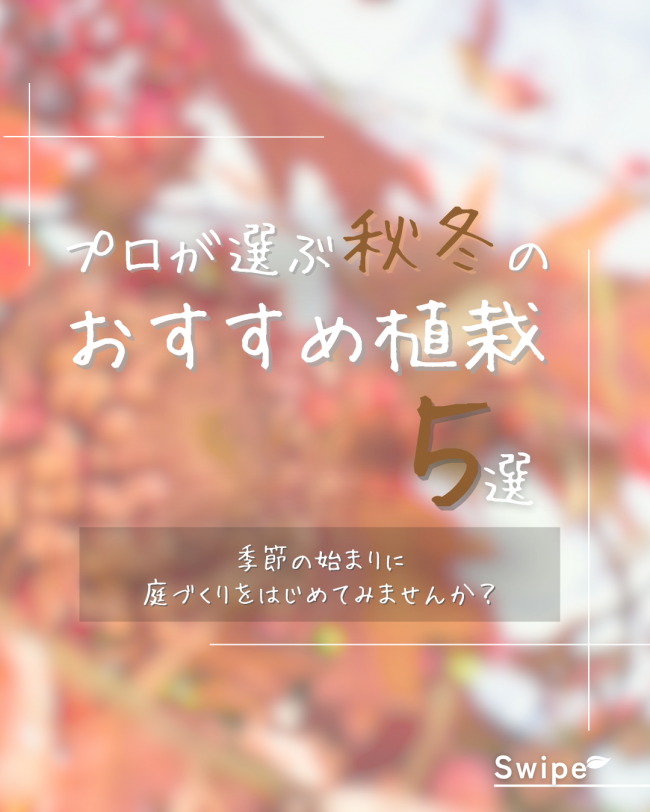 ＼プロが選ぶ！秋冬の おすすめ植栽5選／